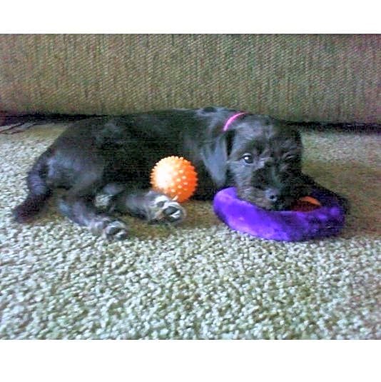 Photo of Lucky