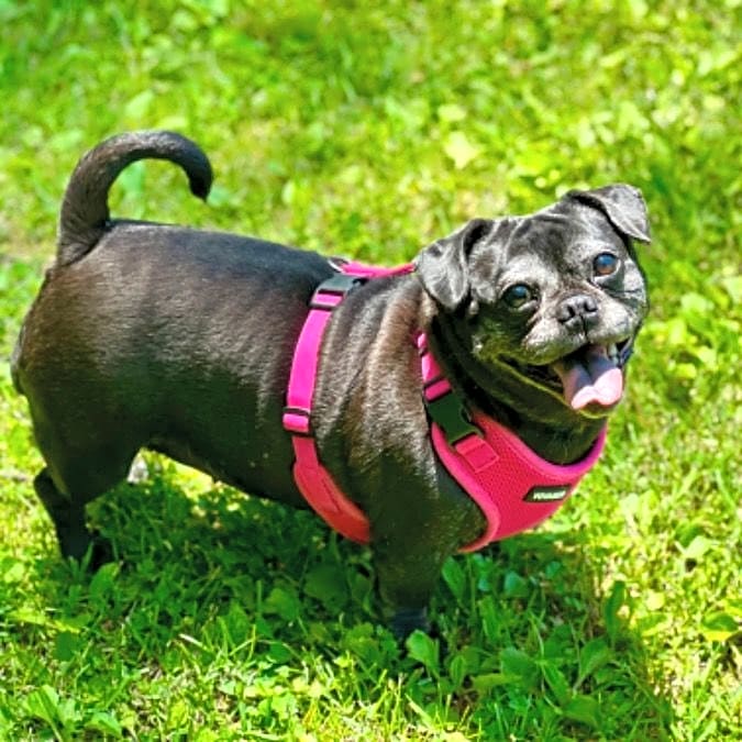 Photo of Pugsley