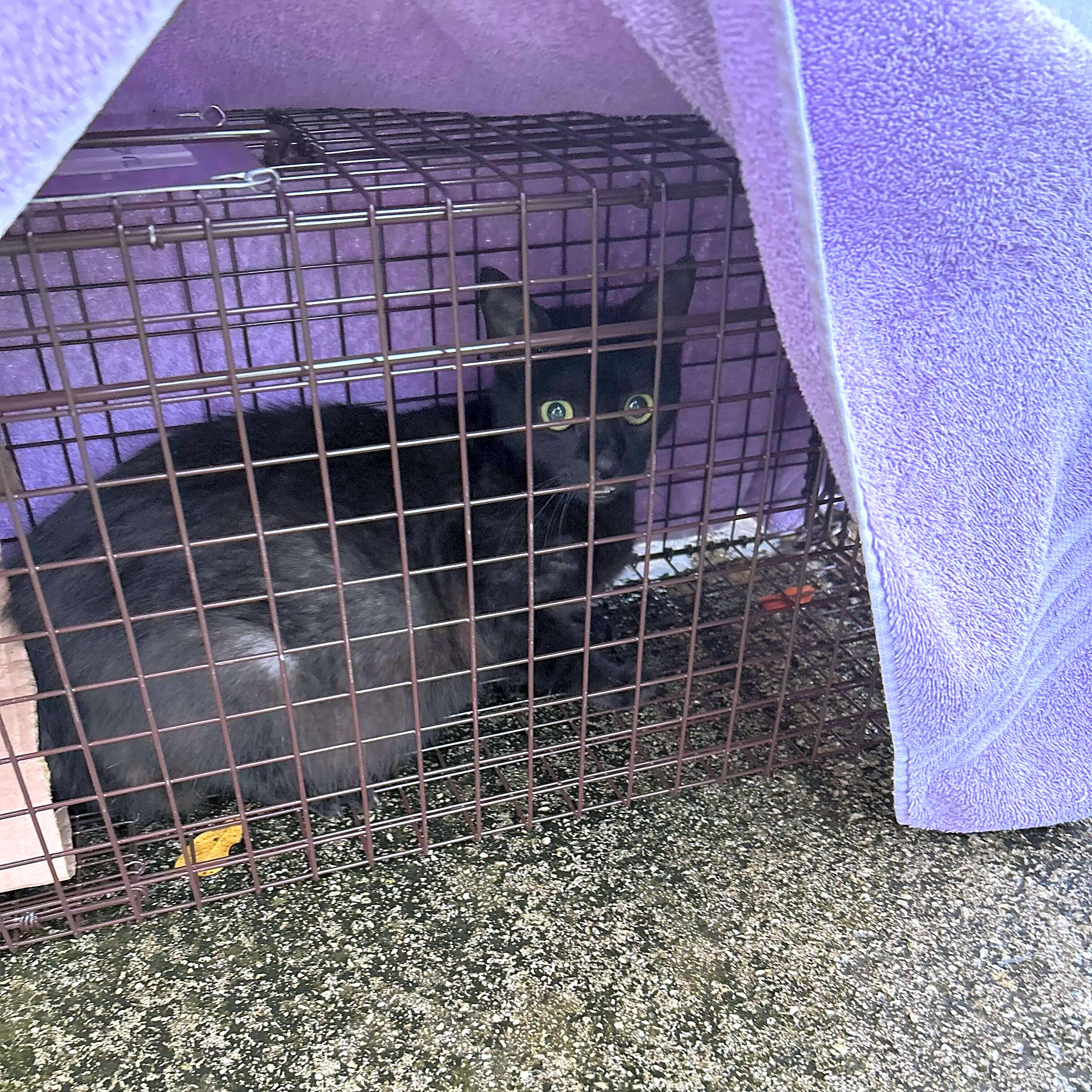 Photo of Trapping equipment needed