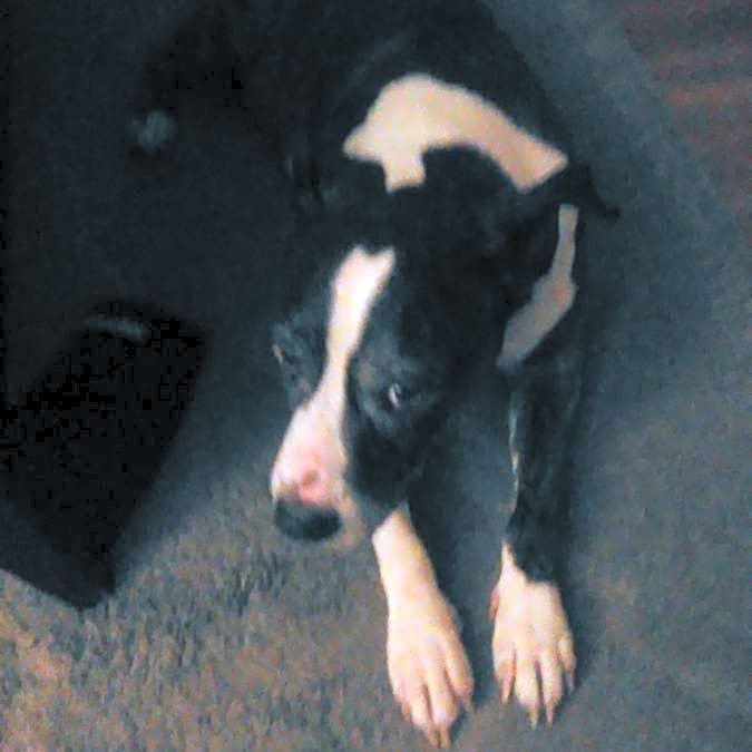 Photo of Bo