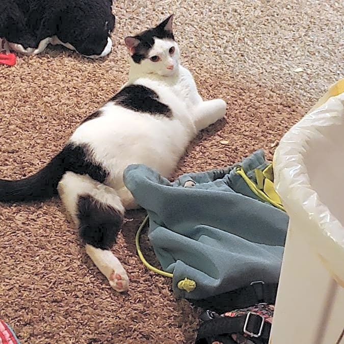 Photo of Spook