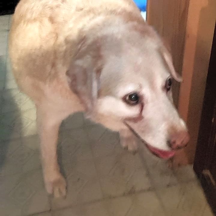Photo of Buddy
