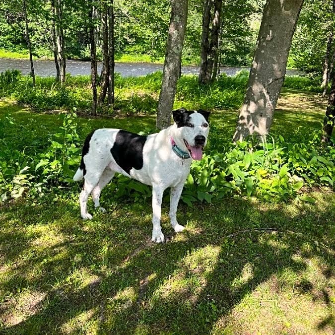 Photo of Lily