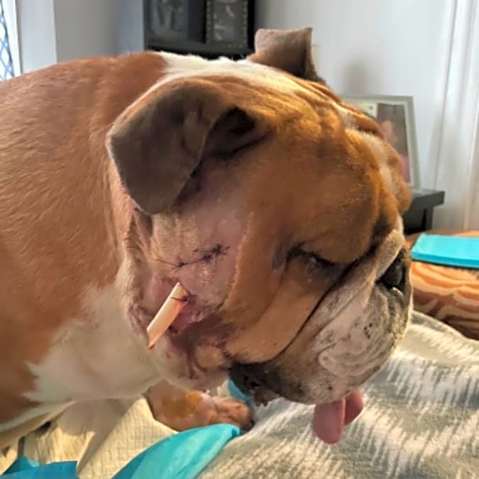 Photo of Dozer