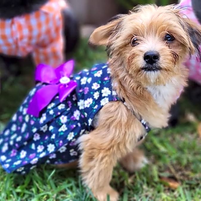 Photo of Lilly