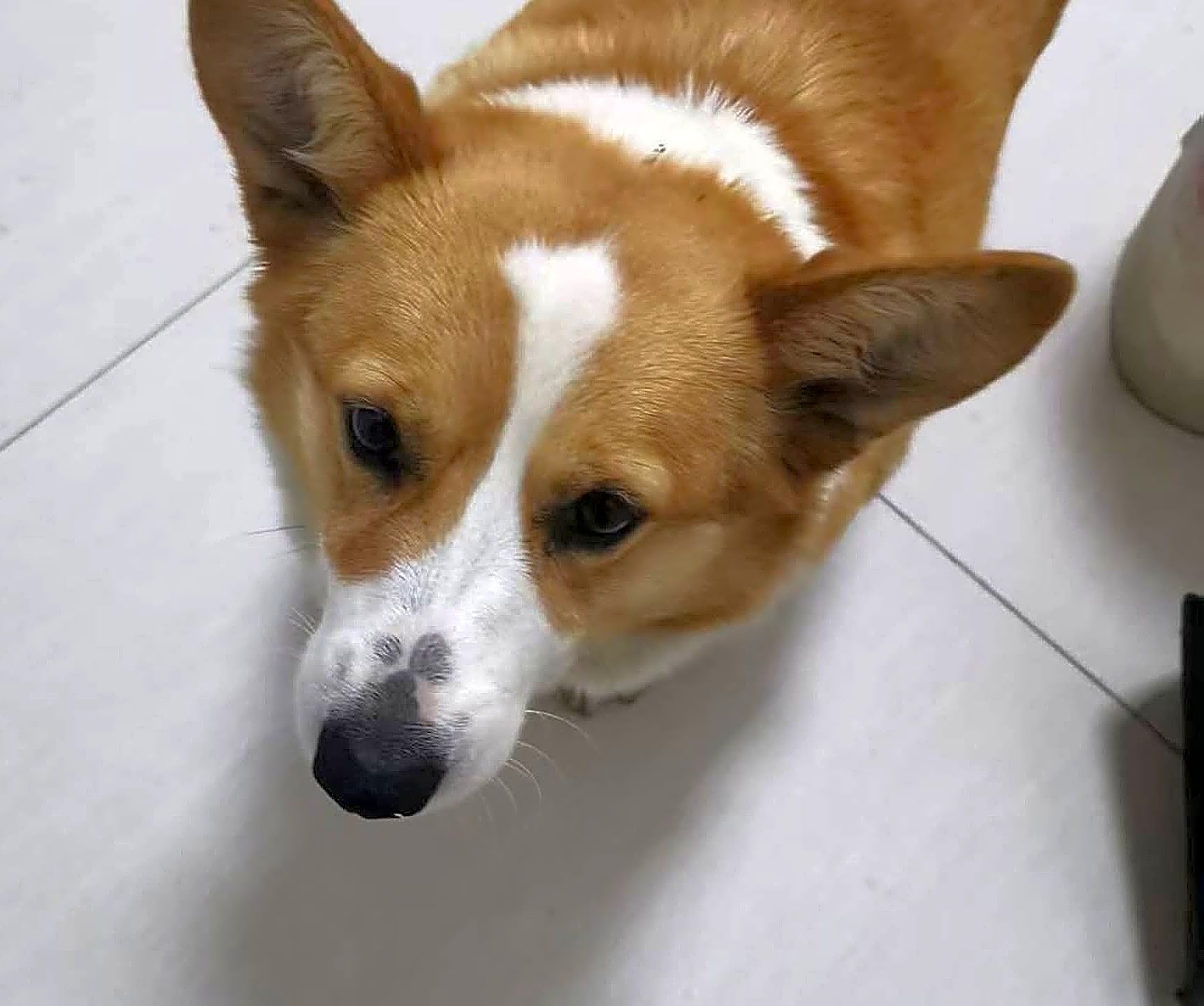Photo of Willow