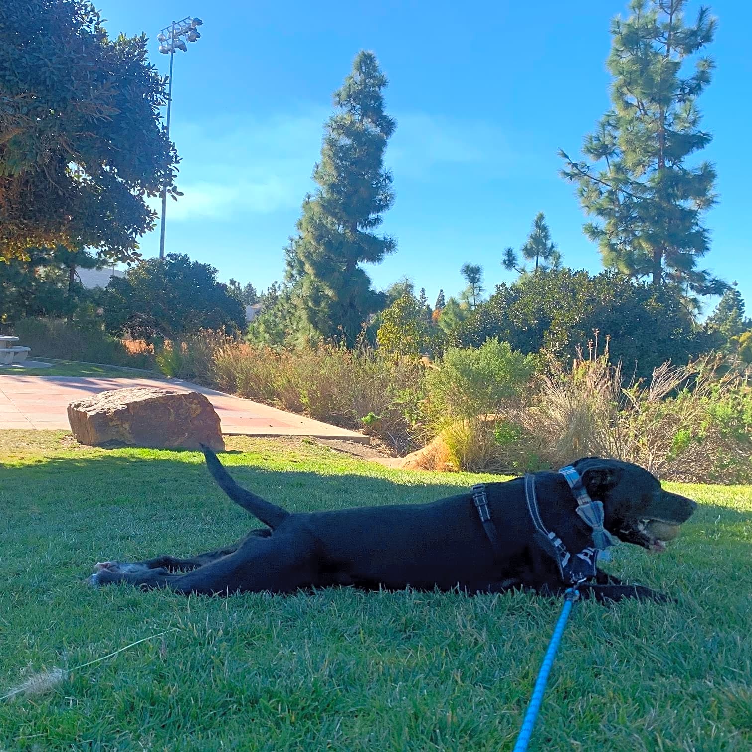 Photo of Salvador Doggie