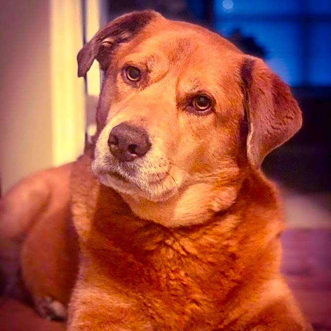 Photo of Marley