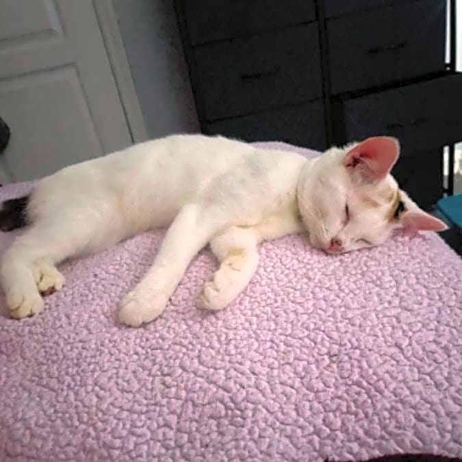 Photo of Cali