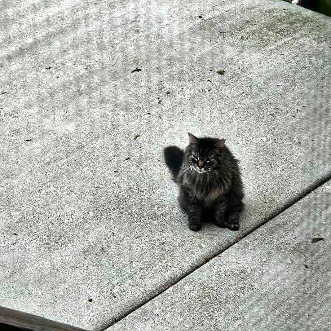 Photo of Big Kitty