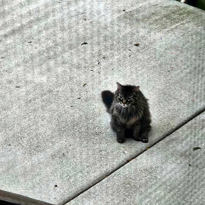Photo of Big Kitty