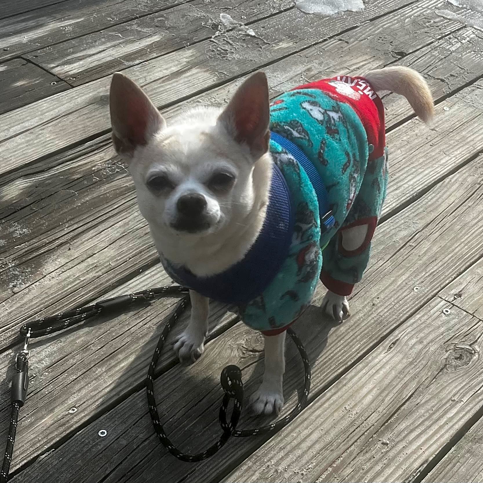 Photo of Snarls Barkley