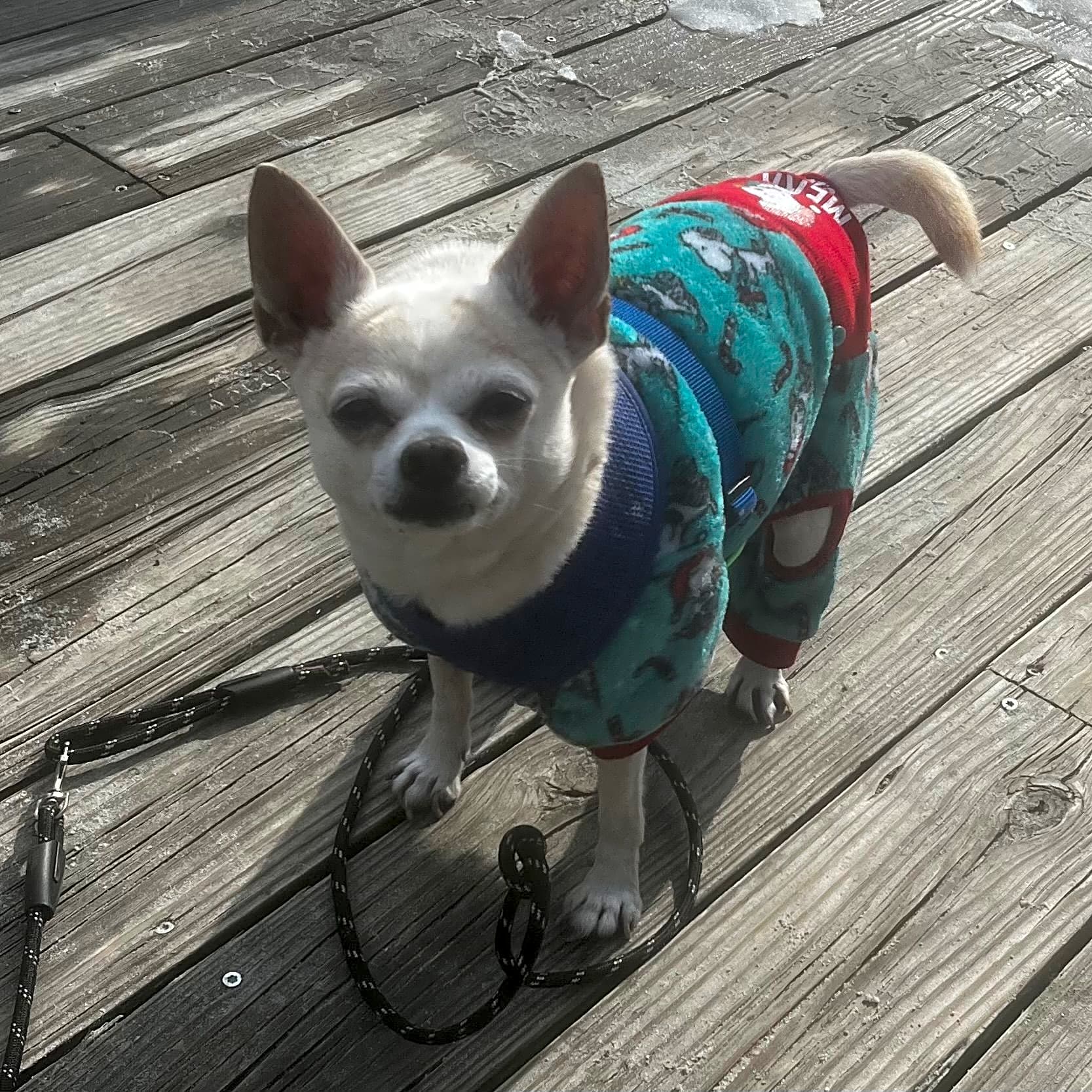 Photo of Snarls Barkley