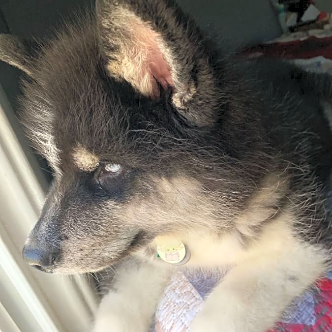 Photo of Ghost