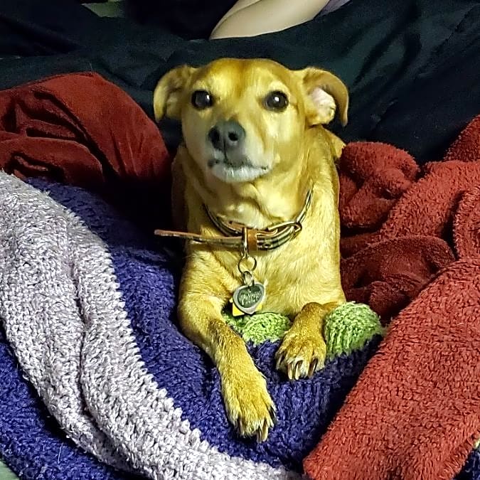 Photo of Rex