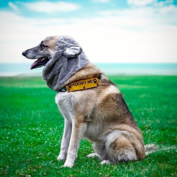 Photo of Max
