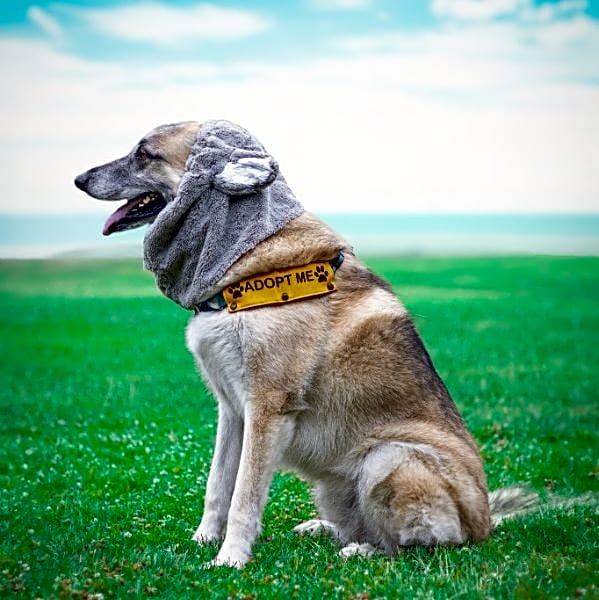 Photo of Max