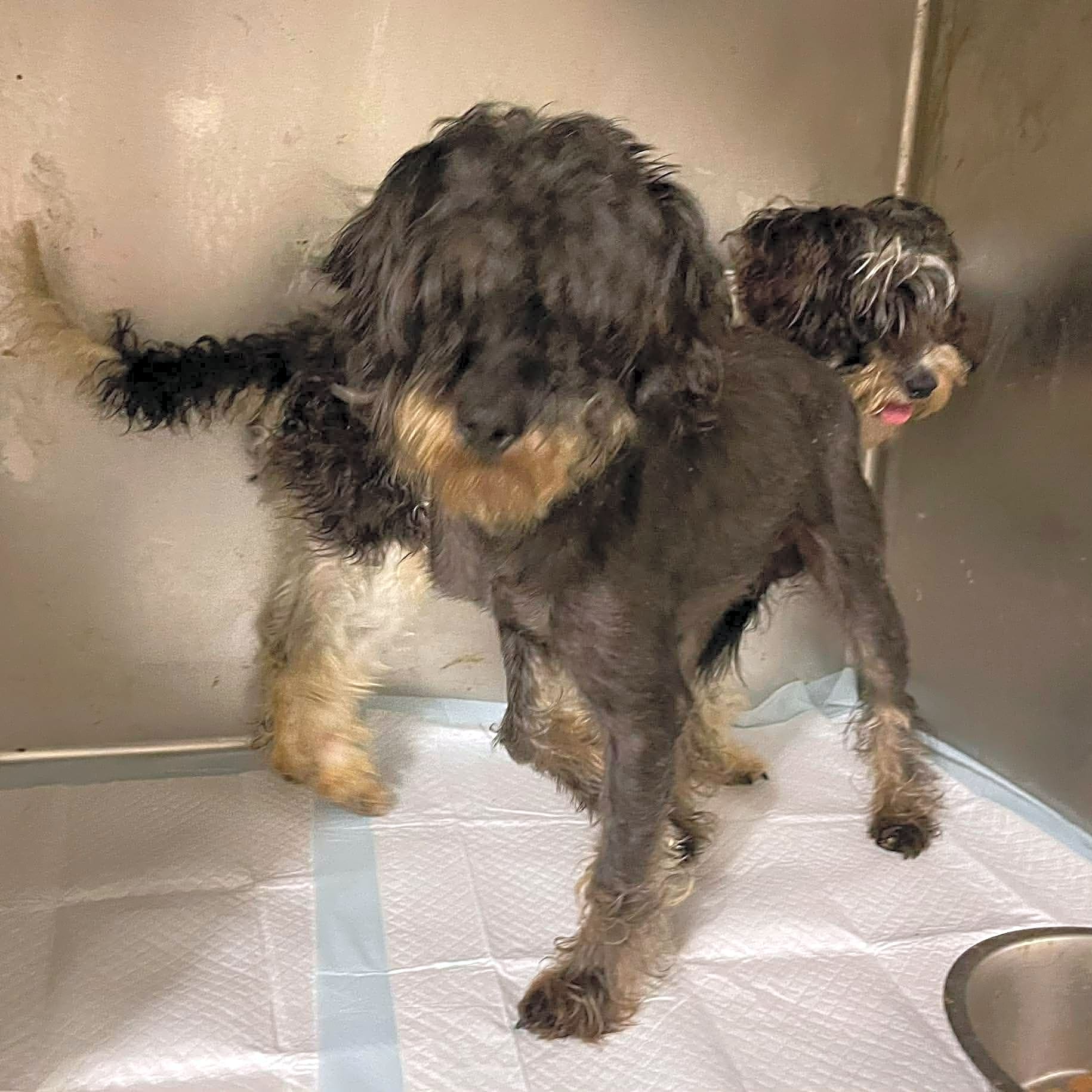 Photo of Bentley and Lola