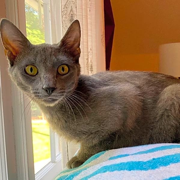 Photo of Whiskers
