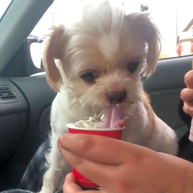 Photo of Peanut