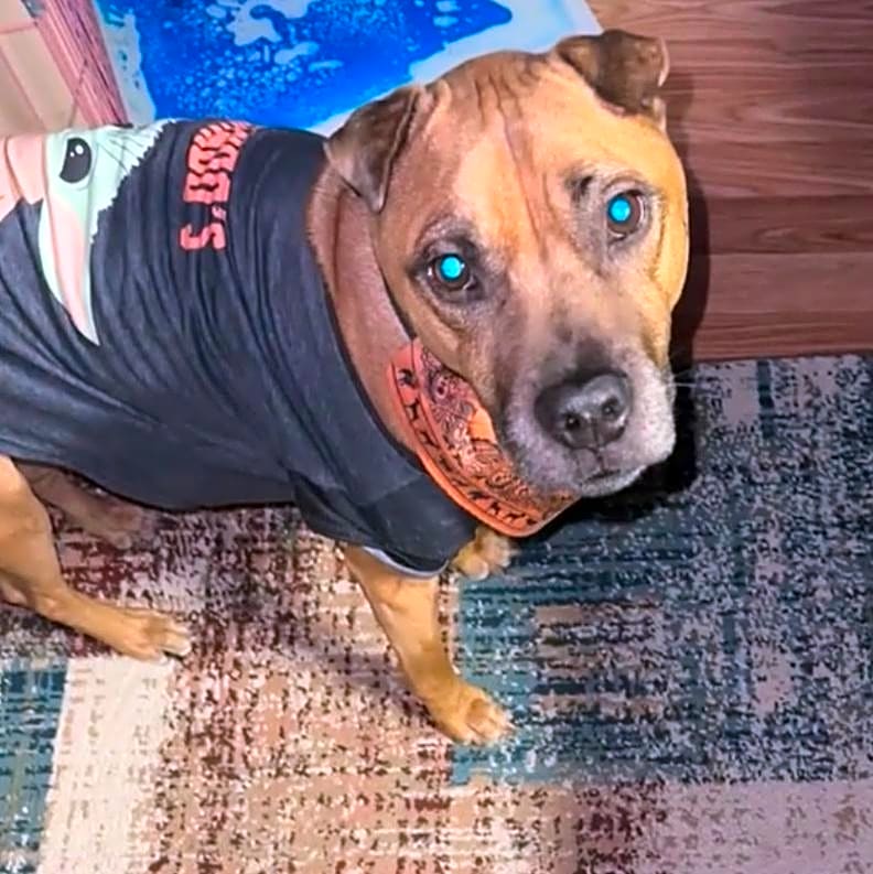 Photo of Carmello