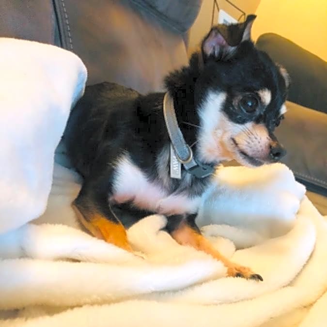 Photo of Peanut