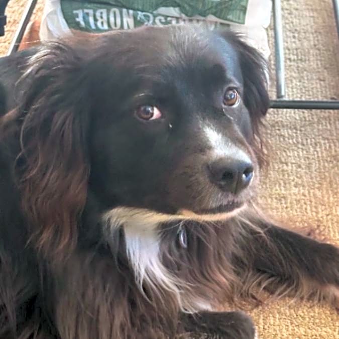 Photo of Cooper