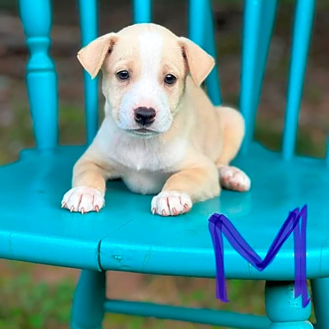 Photo of Beagle/Boxer Litter with Parvo