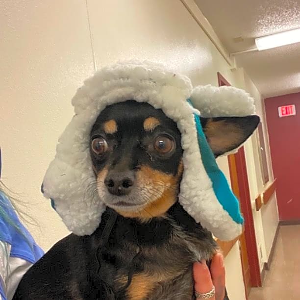 Photo of Foxy Roxy