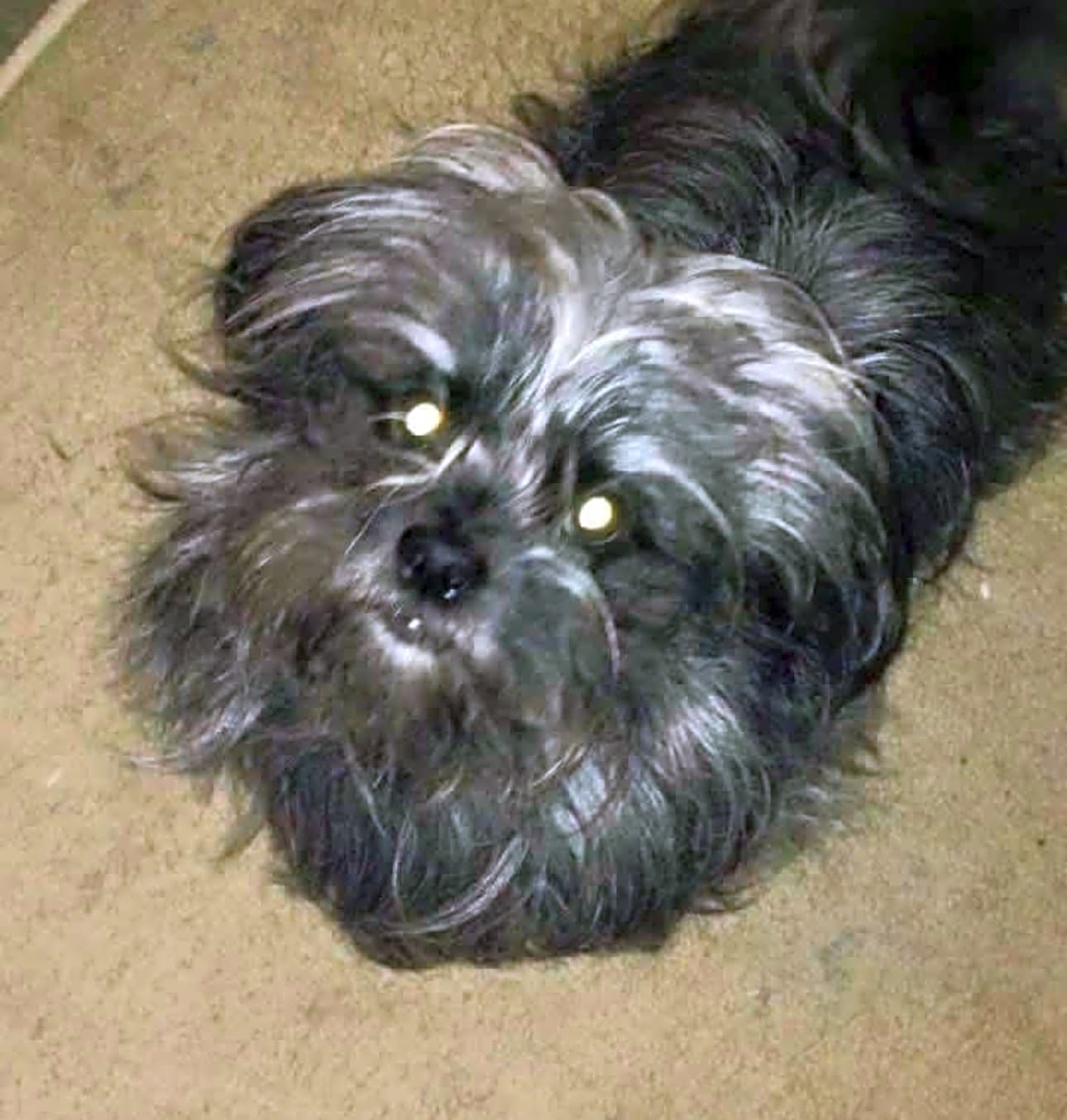 Photo of Bear