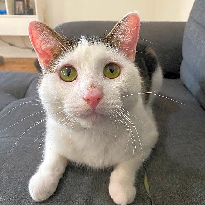 Photo of Gizmo