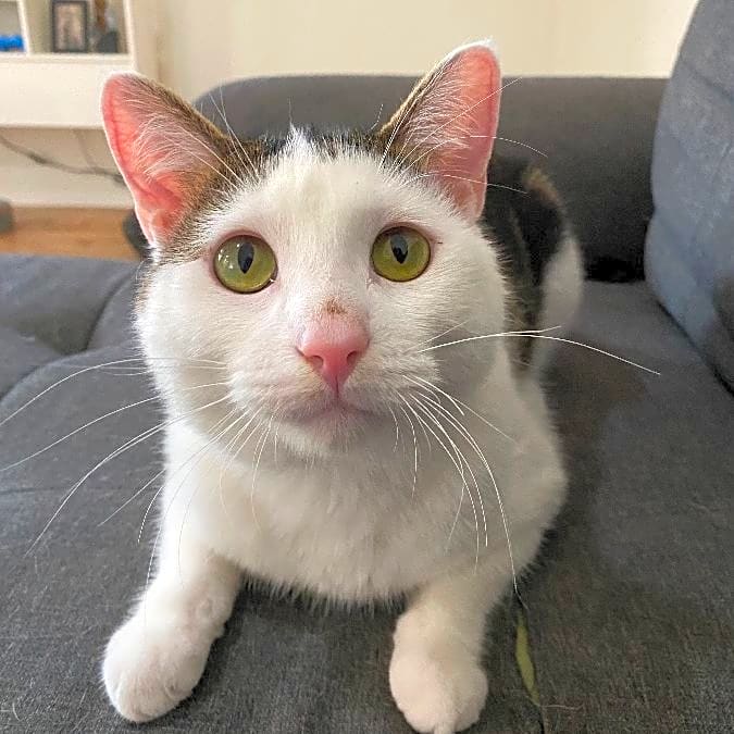 Photo of Gizmo