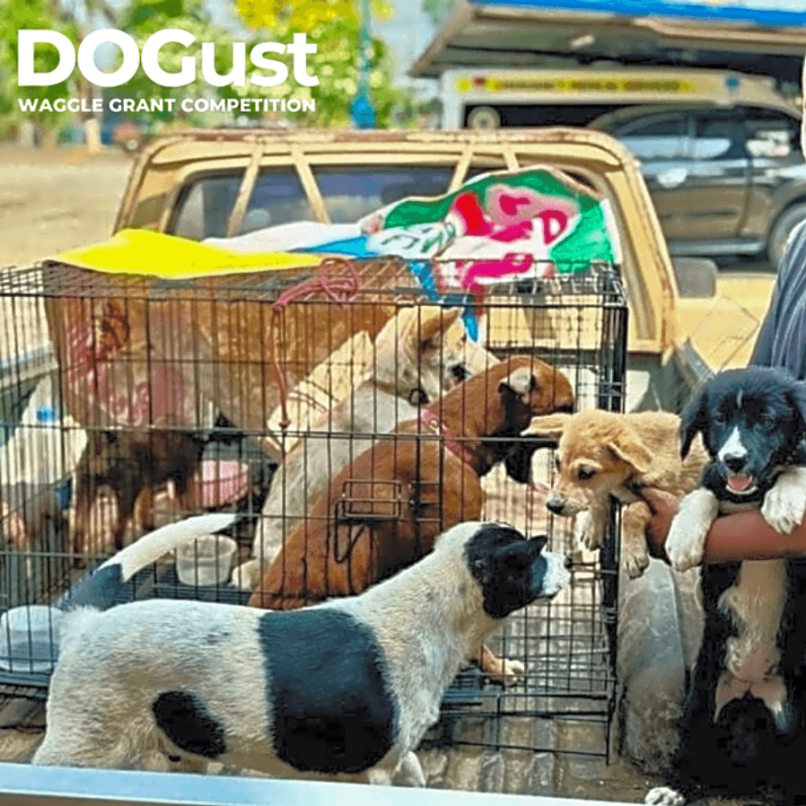 Photo of International Strays