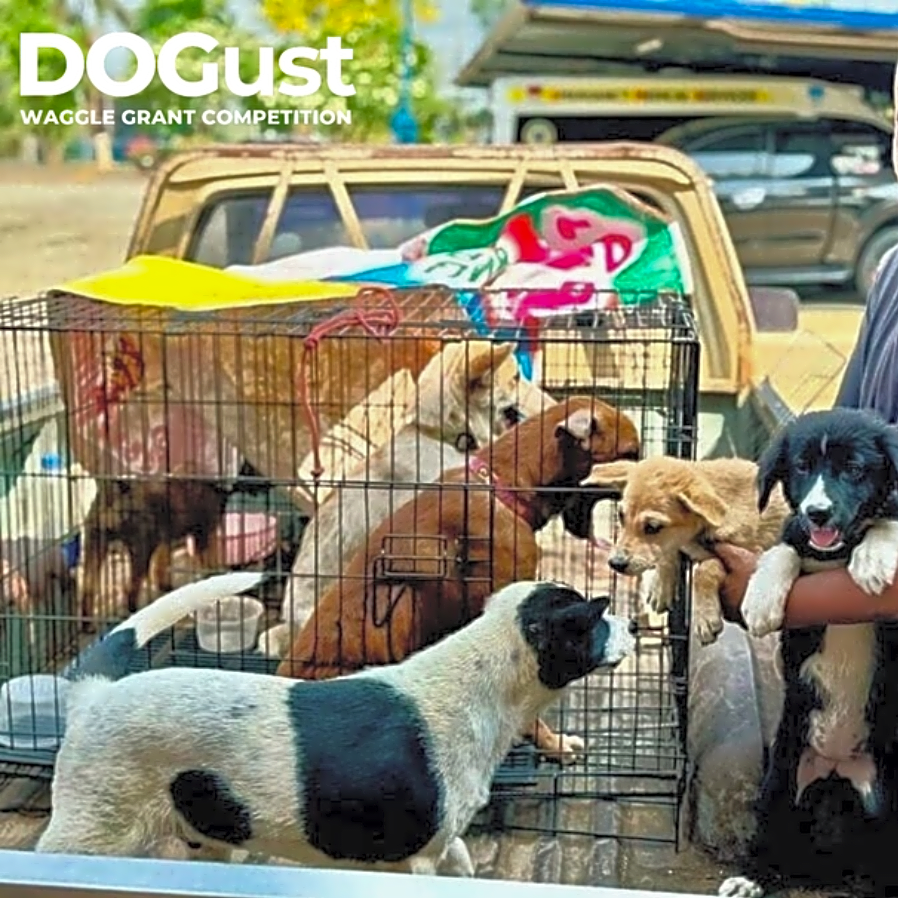 Photo of International Strays