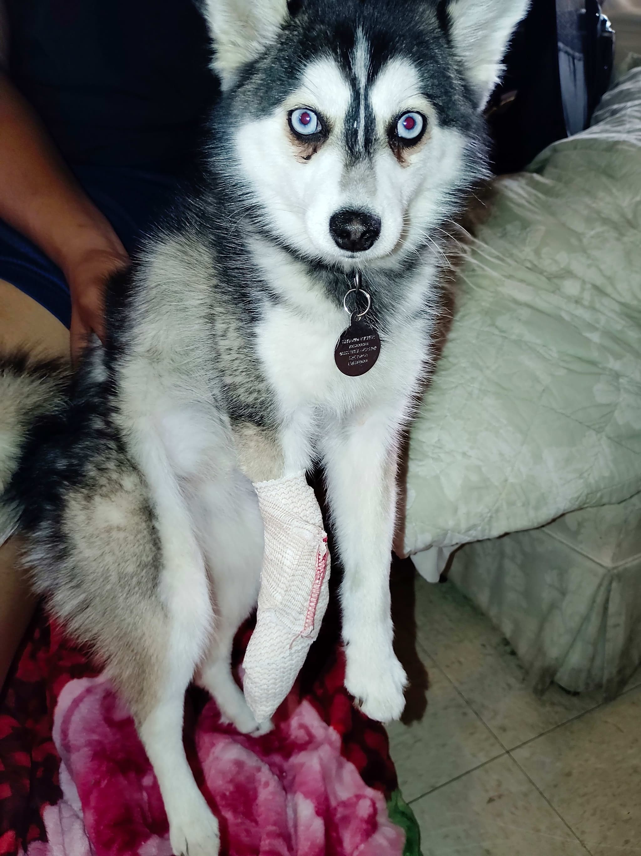Photo of Shadow