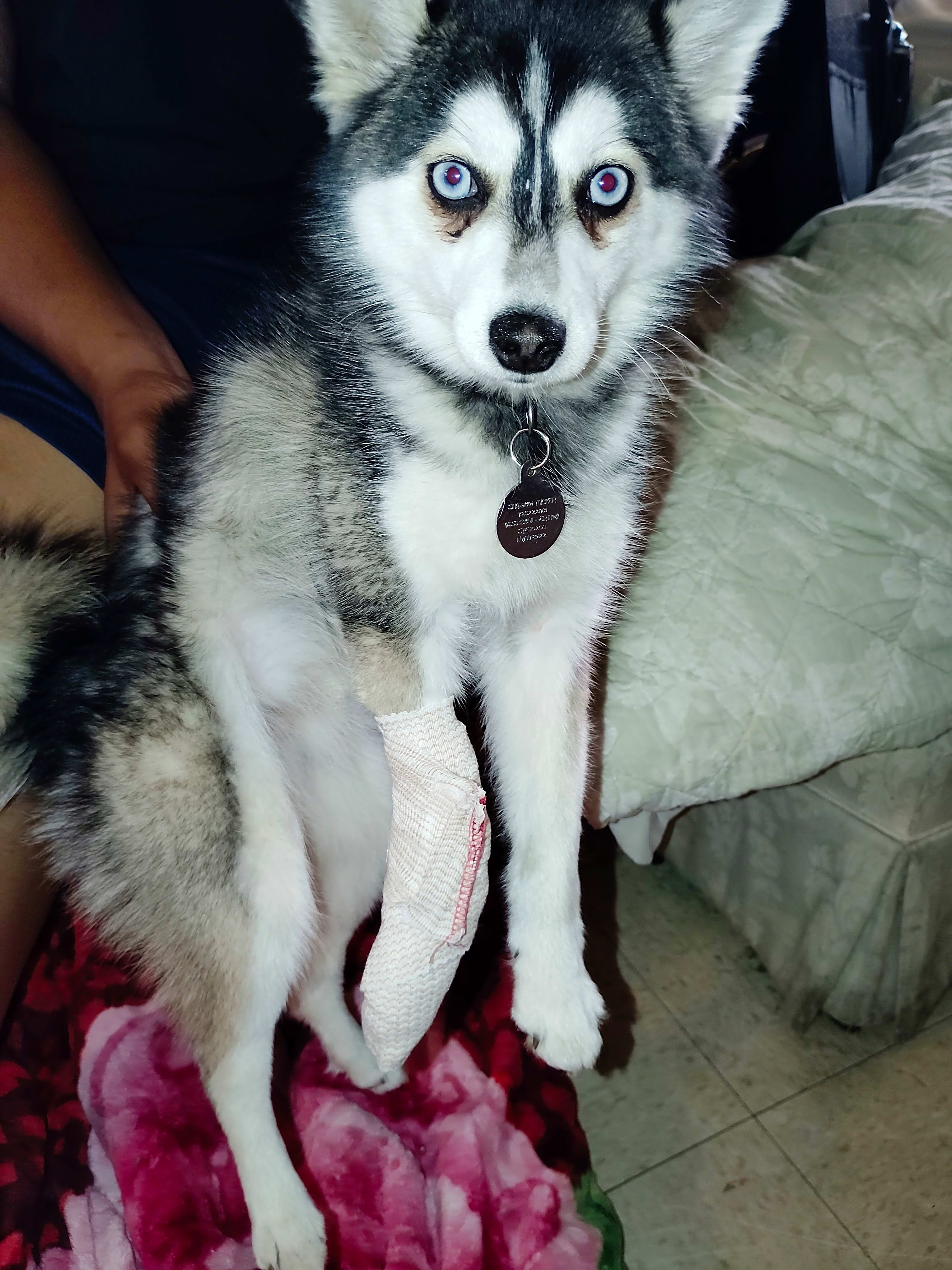 Photo of Shadow