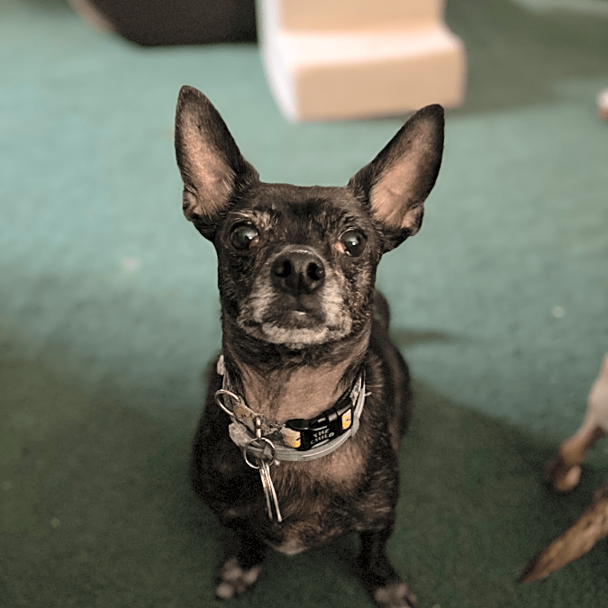 Photo of Rusty