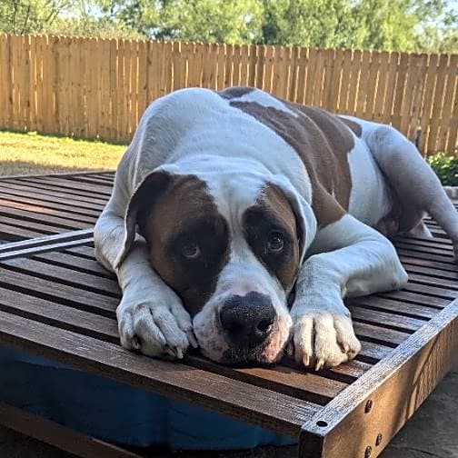 Photo of Raider
