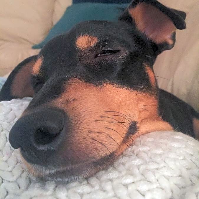 Photo of Bo