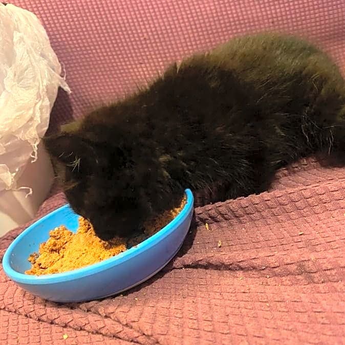 Photo of JiJi