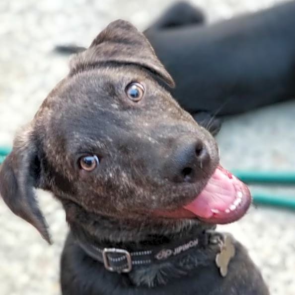 Photo of Scout