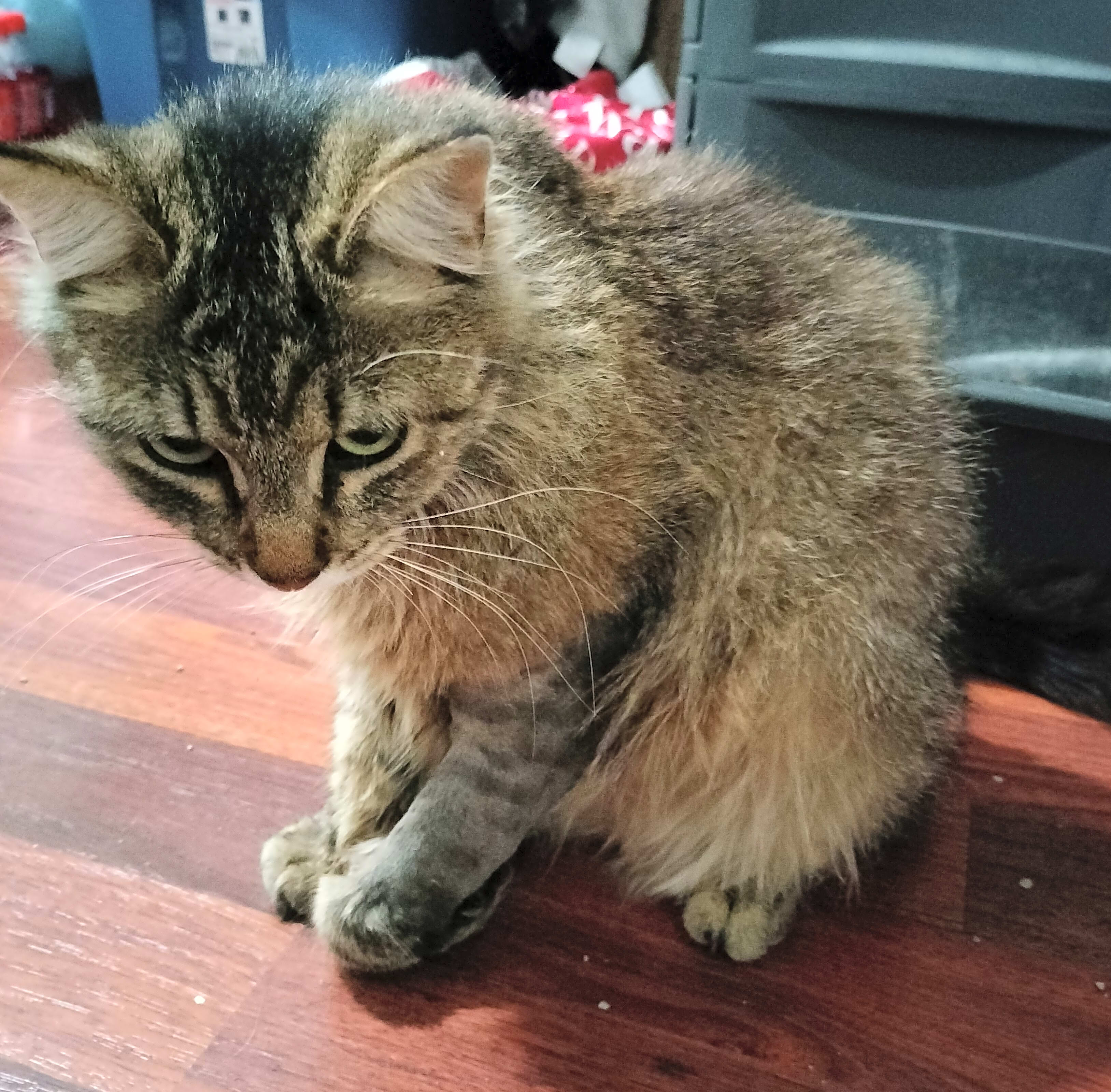 Photo of Luna