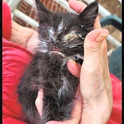 Photo of 11 kitten