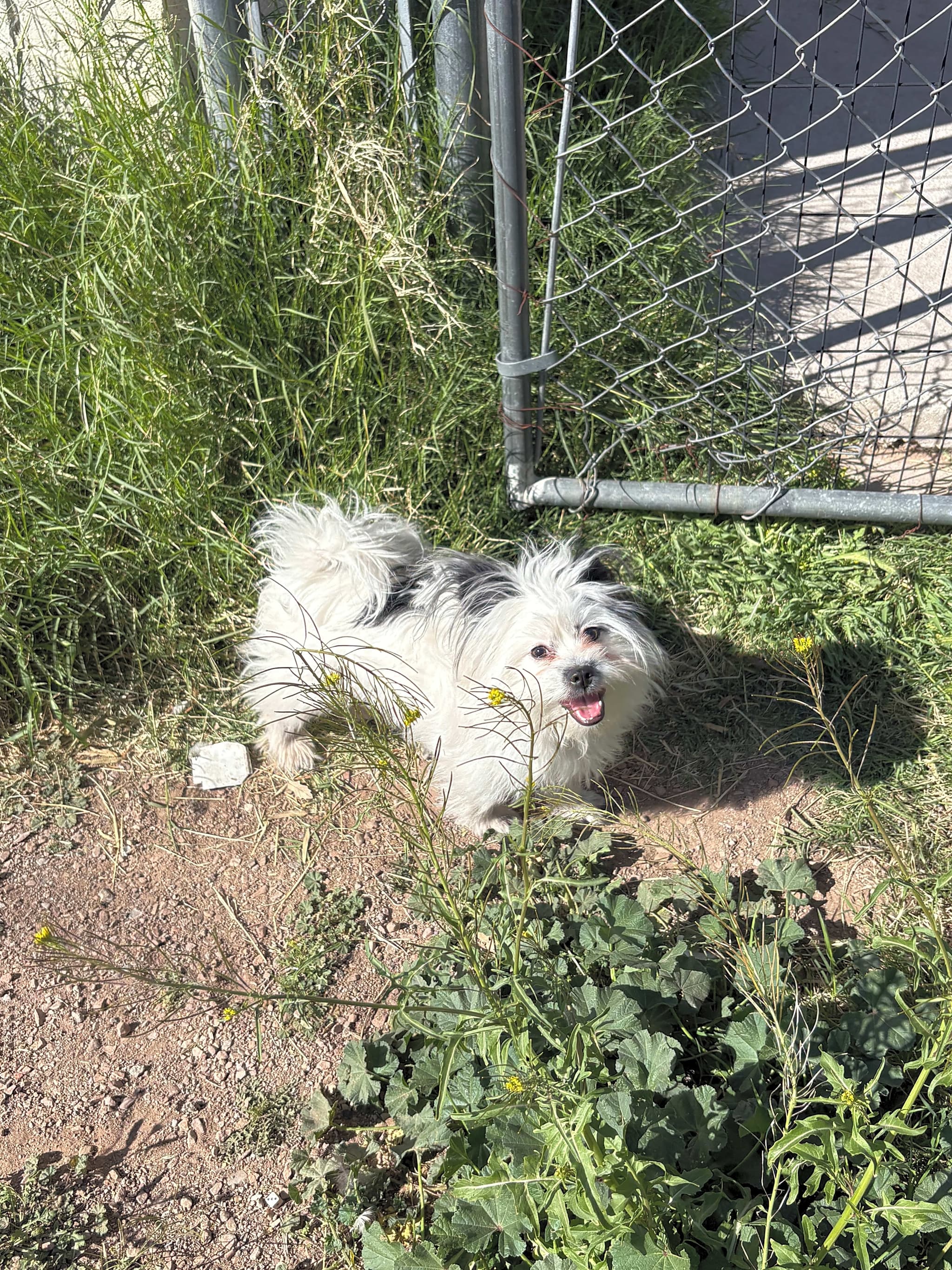 Photo of Oreo