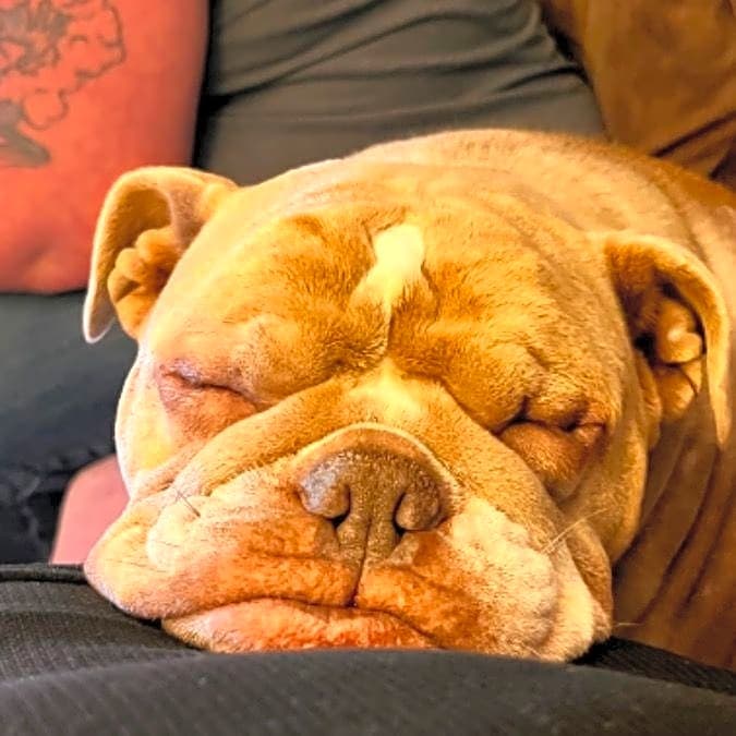Photo of Lila