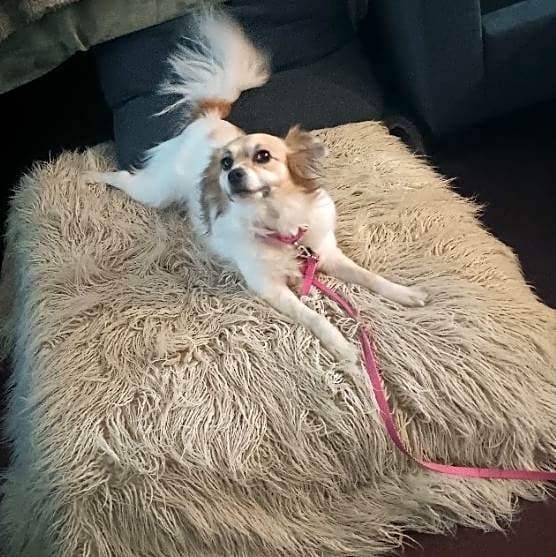 Photo of Tinsley LimpyLoveBug