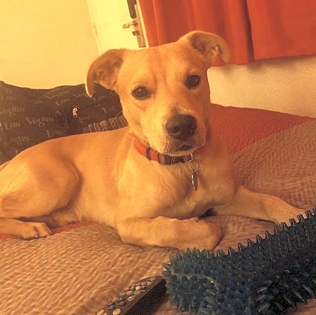 Photo of Deuce