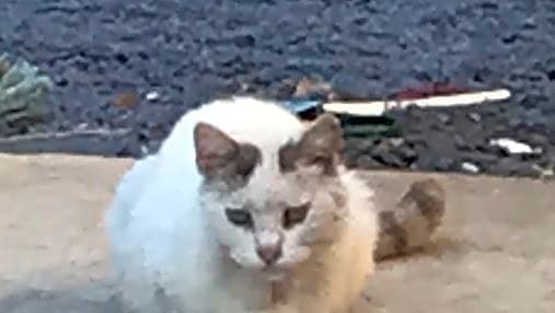 Photo of Whitey