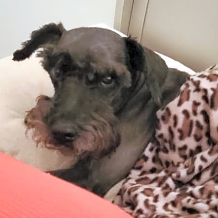 Photo of Chester