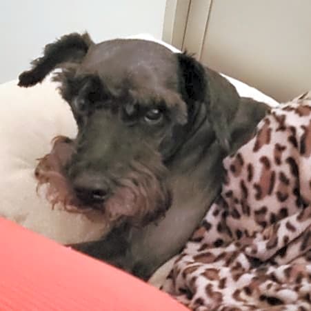 Photo of Chester